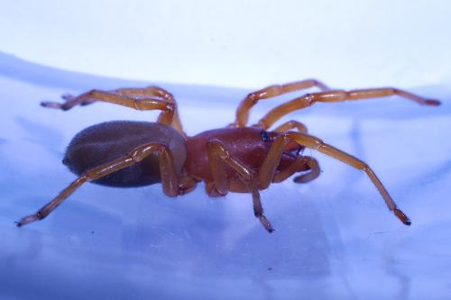 Dysdera crocata